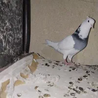 یک جفت طوقی همراه تخم