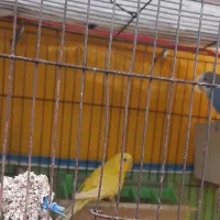 مرغ عشق|پرنده|بوشهر, |دیوار