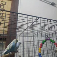 پرنده|پرنده|پره‌سر, |دیوار