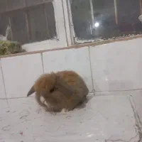 بچه خرگوش لوپ اصل|موش و خرگوش|تربت جام, جامی|دیوار