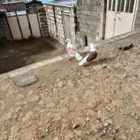 ی جفت جونه شو سرخ و زرد