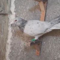 کبوتر سینه زرد المانی زاغ