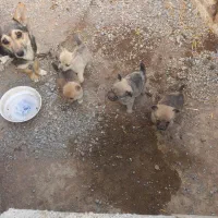 واگذاری پاکوتا|سگ|رشت, منظریه|دیوار