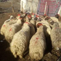 فروش دام زنده میش وشیشک چاق بزوتی بزچاق فلک الدین