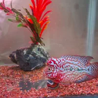 کینگ کامفا رد بیس وارداتی|ماهی|شیراز, گویم|دیوار