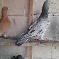 کفتر|پرنده|تاکستان, |دیوار
