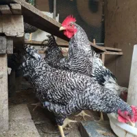 ویاندوت سیلور|حیوانات مزرعه|قائمشهر, |دیوار