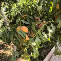 باغچه‌ی زیبا درختان بزرگ و خوش بار با حق آب|فروش زمین و ملک کلنگی|هشتگرد, هشتگرد قدیم|دیوار