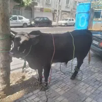 قصاب