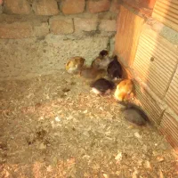 جوجه محلی کرچ شو|حیوانات مزرعه|بندر ترکمن, |دیوار