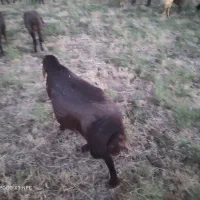 قوچ جوان سالم