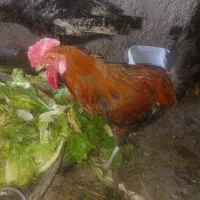 خروس چهل تاج