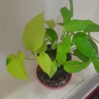 رویش مجددگیاهان اپارتمانی