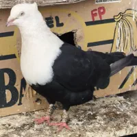 کل سفید مهر و پرنده رنگی خوشرنگ