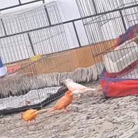 سه جفت قناری سرخ