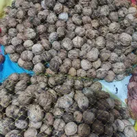گردو با پوست سبز . و گردو پوست کنده . درجه یک|خوردنی و آشامیدنی|قزوین, |دیوار