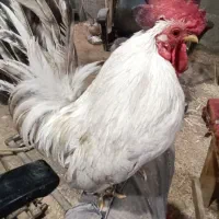 خروس مینیاتوری جاپانیزسالم وسلامت پدروپسر