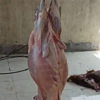 اسلامی ذبح زنده میکنیم   بدون غده