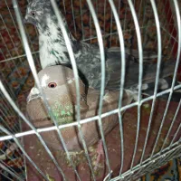 کفتر|پرنده|سراوان, |دیوار