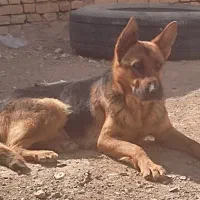 واگذاری ماده ژرمن اصیل