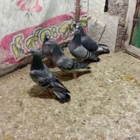 ۵عدد کبوتر پلاکی دو جفت ویکی ماده تک