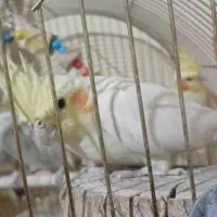 عروس هلندی|پرنده|اصفهان, نقش جهان|دیوار