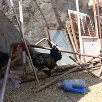 خروس جوان درشت