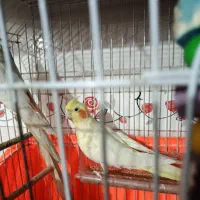 پرندگان|پرنده|کیاشهر, |دیوار