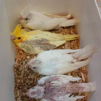 جوجه عروس هلندی سرلاکی