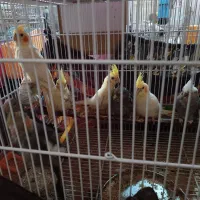 عروس هلندی تازه دون خور|پرنده|اصفهان, برزان|دیوار