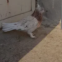 دو عدد کبوتر