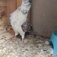 فروش کبوتر زیر قیمت