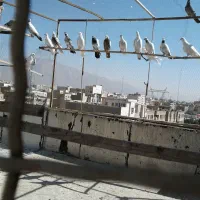 کبوتر فروشی