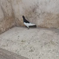 نریهودی سیاه پرشتی