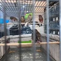 قناری مرغ عشق عروس هلندی|پرنده|تهران, افسریه شمالی|دیوار