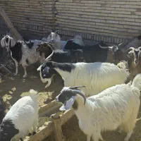 هفت راس بز دوقلو زا جوان