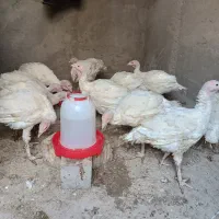 فروش جوجه بوقلمون 90روز|حیوانات مزرعه|تهران, شهرک شریعتی|دیوار