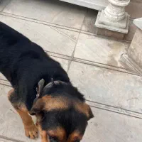 واگذاری یا معاوضه|سگ|شهریار, رضی آباد پایین|دیوار