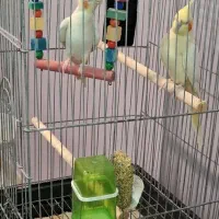 عروس هلندی لوتینو