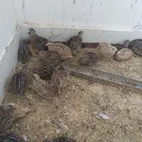 بلدرچین