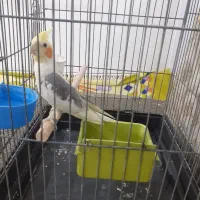 عروس هلندی نر ۷۵۰ تومان