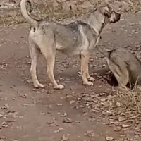 واگذاری سگ|سگ|شوط, |دیوار