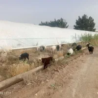گوسفند میش دوقلو زا