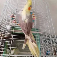 عروس هلندی|پرنده|تهران, جیحون|دیوار