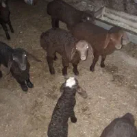 ۳۸ راس گوسفند وبره|حیوانات مزرعه|بلبان آباد, |دیوار