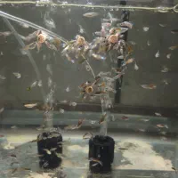 ماهی گوپی خوشگل