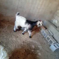 سه عدد بز|حیوانات مزرعه|مسجد سلیمان, |دیوار