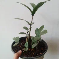 گل های خانگی|گل و گیاه طبیعی|میبد, |دیوار