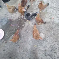 جوجه اصیل زابل