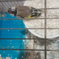 ماده سهره مست مست